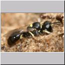 Crossocerus wesmaeli - Grabwespe 05 5mm.jpg